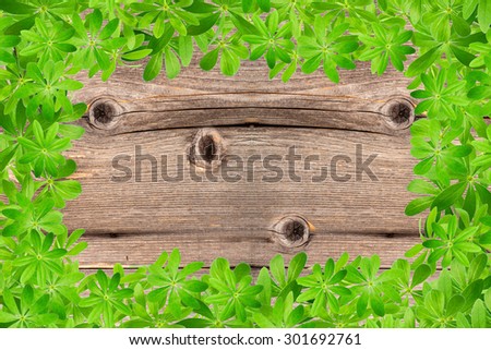 Sweet woodruff leaves as Frame on old rustic wooden planks