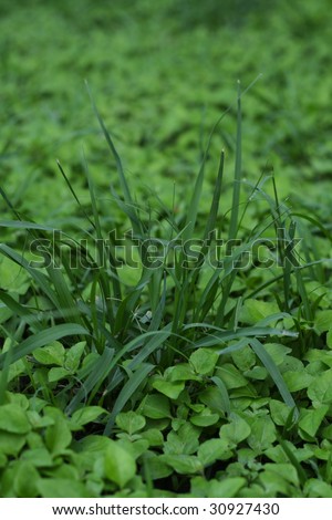 Green Grass with long leaves with a lot of small plants