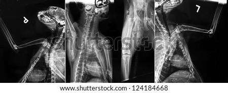 Set of cat\'s x-ray photos made at veterinary clinic.