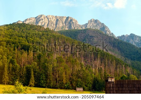 forest in tatra mountains. Giewont peak at background