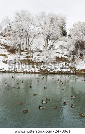 Duck Pond Park in the Ridges neighborhood of Grand Junction, Colorado after a winter storm with snow clinging to the branches of deciduous trees