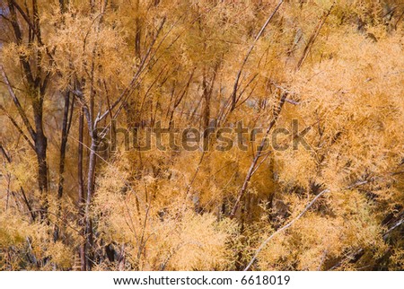 Autumn tamarisk along the Colorado River near Grand Junction