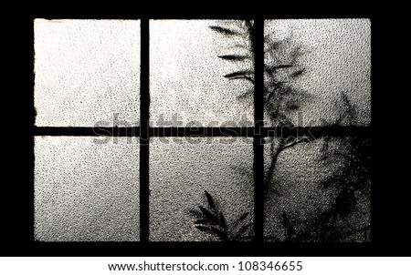 tree behind a window Texture of frosted glass