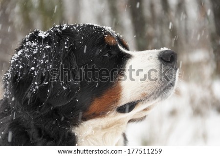 Bernese mountain dog under heavy snow