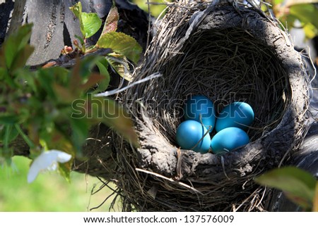 Nest of Robin bird with Eggs inside built over the Cherry Tree Horizontal orientation.
