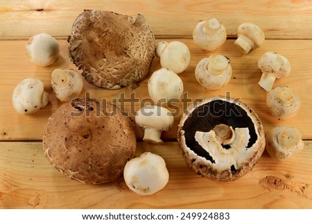 In Organic Farm different types Mushrooms, Grill Caps of Portabella and Whole White in different positions over wooden table from rough wood still with soil.