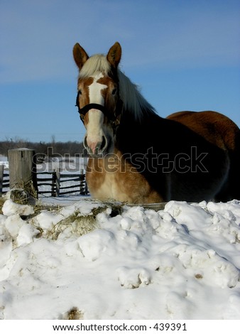 The hors lunch From series animals in the farm - winter in the farm.