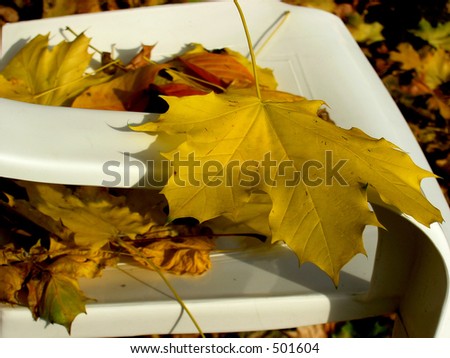 Fall in the backyard. A beautiful yellow Maple leaf dropped over the chair handler.