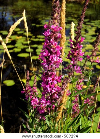 The wild flower. Violet wild flower growing up in Lake Ramsey.
