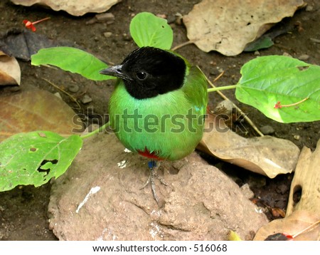 The green breasted bird. The green feathered bird with black feathers on the head. Popular everywhere but coming from Asia.