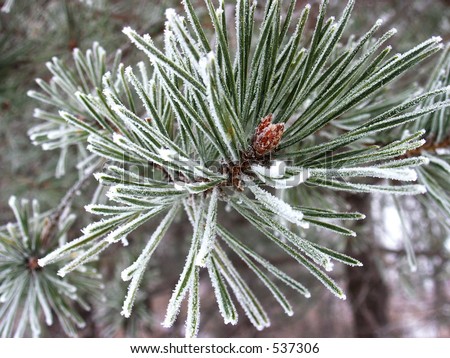 Rimed pine tree. Hoarfrost  over the branches of pine tree in winter cold foggy morning.
