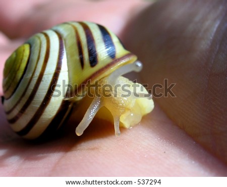 The snail. A snail over the human wrist.