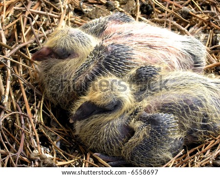 The growing up hatchlings. Two already grown up baby pigeons in the nest.