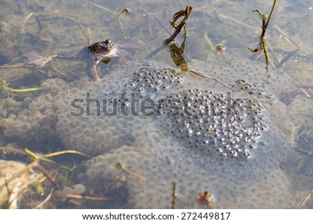Frog with spawn
