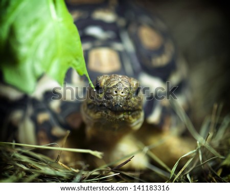 Leopard tortoise (Geochelone pardalis) eating the green leaf.