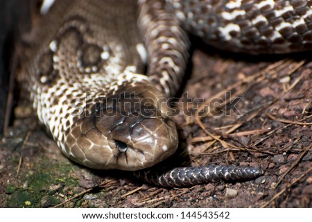 Close up of Indian cobra (Naja naja).