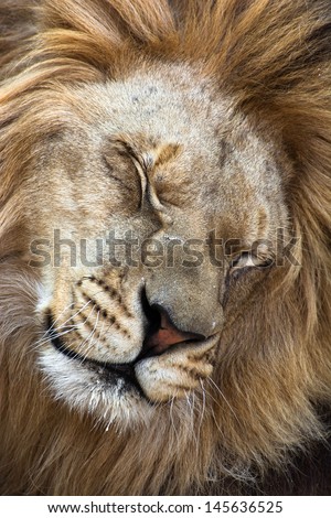 Portrait of a Barbary lion (Panthera leo leo).