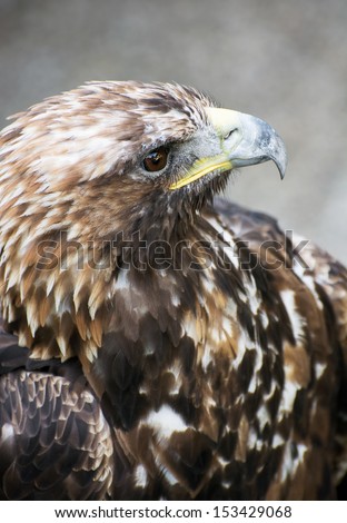 The Golden eagle (Aquila chrysaetos) is one of the best-known birds of prey in the Northern Hemisphere. It is the most widely distributed species of eagle.
