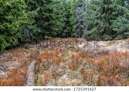 Kohut hill, Stolica mountains, Slovak republic. Seasonal natural scene. Zdjęcia stock © 
