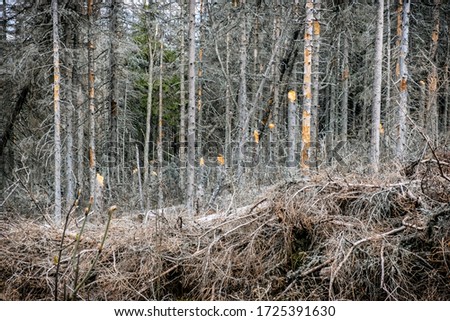 Kohut hill, Stolica mountains, Slovak republic. Forest calamity theme. Seasonal natural scene. Zdjęcia stock © 