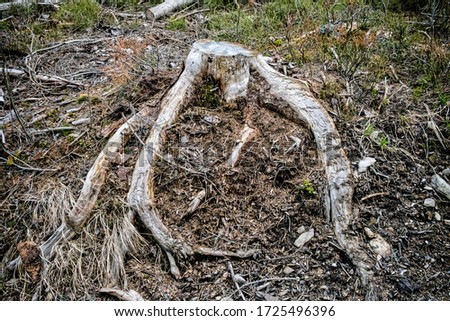 Tree stump, forest calamity, Kohut hill, Stolica mountains, Slovak republic Zdjęcia stock © 