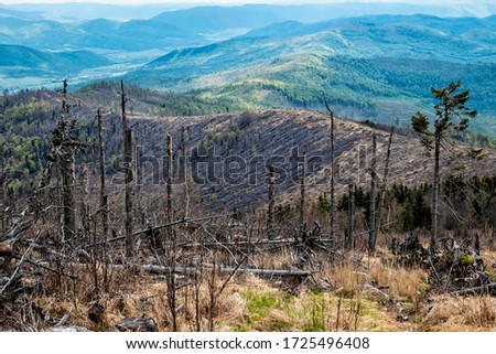 Kohut hill, Stolica mountains, Slovak republic. Forest calamity theme. Seasonal natural scene. Zdjęcia stock © 