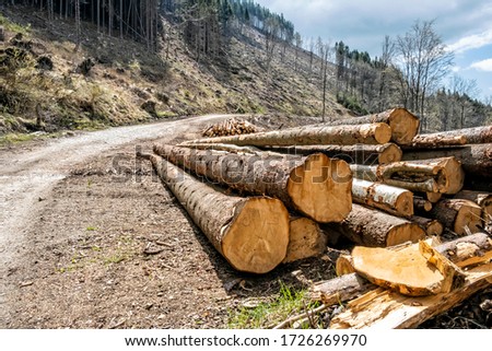 Calamity logging, Stolica mountains, Slovak republic. Forest calamity theme. Seasonal natural scene. Zdjęcia stock © 