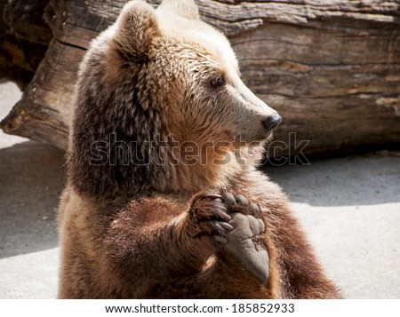Brown bear (Ursus arctos arctos) holds his paw. Funny photo.
