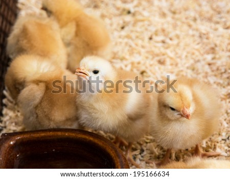 Rearing small chicks. Poultry farming.