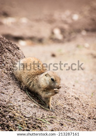 The Black-tailed prairie dog (Cynomys ludovicianus), is a rodent of the family Sciuridae found in the Great Plains of North America from about the USA-Canada border to the USA-Mexico border.