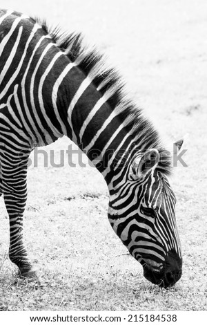 Zebras are several species of African equids (horse family) united by their distinctive black and white stripes. Their stripes come in different patterns, unique to each individual. Side view.