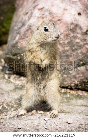 The European ground squirrel (Spermophilus citellus), also known as the European souslik, is a species from the squirrel family Sciuridae.