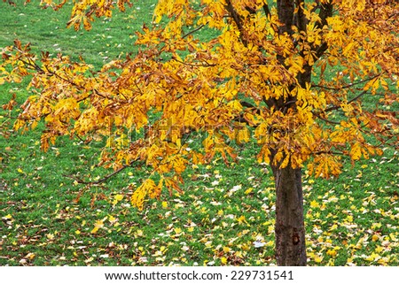 Autumn chestnut tree with orange leaves.