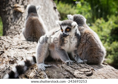 Group of Ring-tailed lemurs (Lemur catta) resting on the tree trunk. Animal theme.