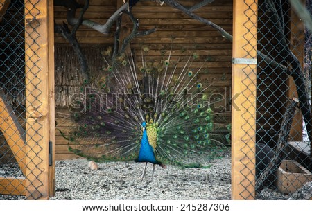 Portrait of a beautiful Peacock (Pavo cristatus). Animal theme.
