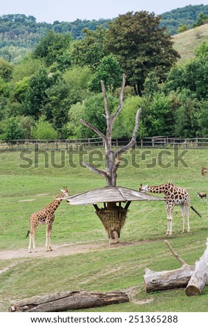 Rothschild\'s giraffes feeding in the grass area.