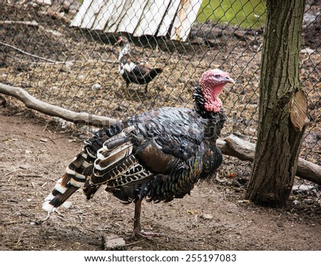 Domesticated turkey in the farm. Animal theme.