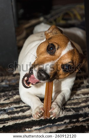 Cute Jack russell terrier with dental stick.