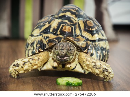 Beautiful Leopard tortoise (Geochelone pardalis) is feeding. Animal theme.