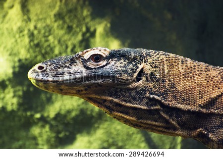 Detail photo of the Komodo dragon (Varanus komodoensis). Animal theme.