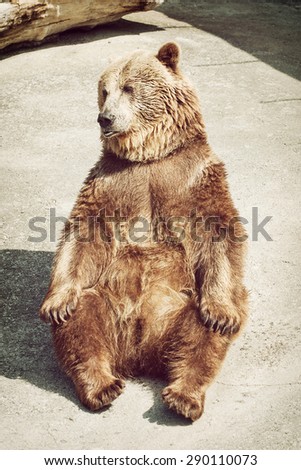 Brown bear (Ursus arctos arctos) sitting on the ground. Funny photo. Animal theme.