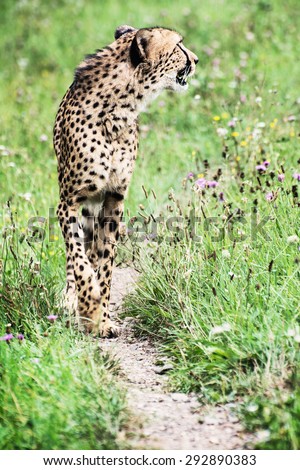 Cheetah (Acinonyx jubatus) is walking in nature. Animal theme.
