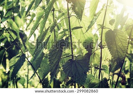 Urtica dioica, often called common nettle or stinging nettle (although not all plants of this species sting), is a herbaceous perennial flowering plant, native to Europe, Asia, northern Africa.