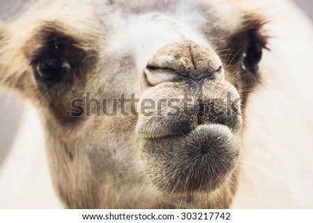 Bactrian camel (Camelus bactrianus) humorous closeup portrait. Animal background.