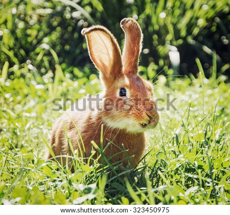 Smiley bunny in green grass. Animal theme.