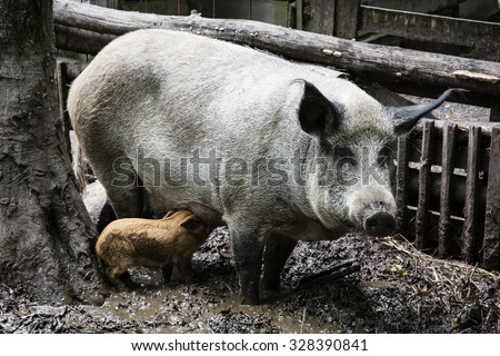 Swine family in mud. Domestic pig (Sus scrofa domesticus). Farm animal theme.