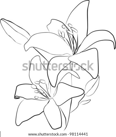 Two Simple Lily Flowers On A White Background - Vector Illustration ...