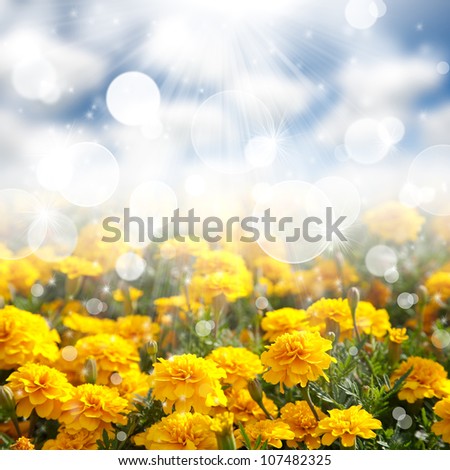 Abstract nature background with flowers in the meadow and blue sky with bokeh light effect. Marigolds (tagetes)
