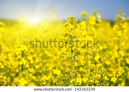 Flowering rapeseed