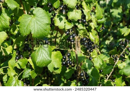 Similar – Image, Stock Photo Ripe black currants hanging on the bush